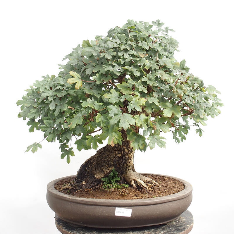 Vonkajší bonsai -Javor babyka - Acer campestre