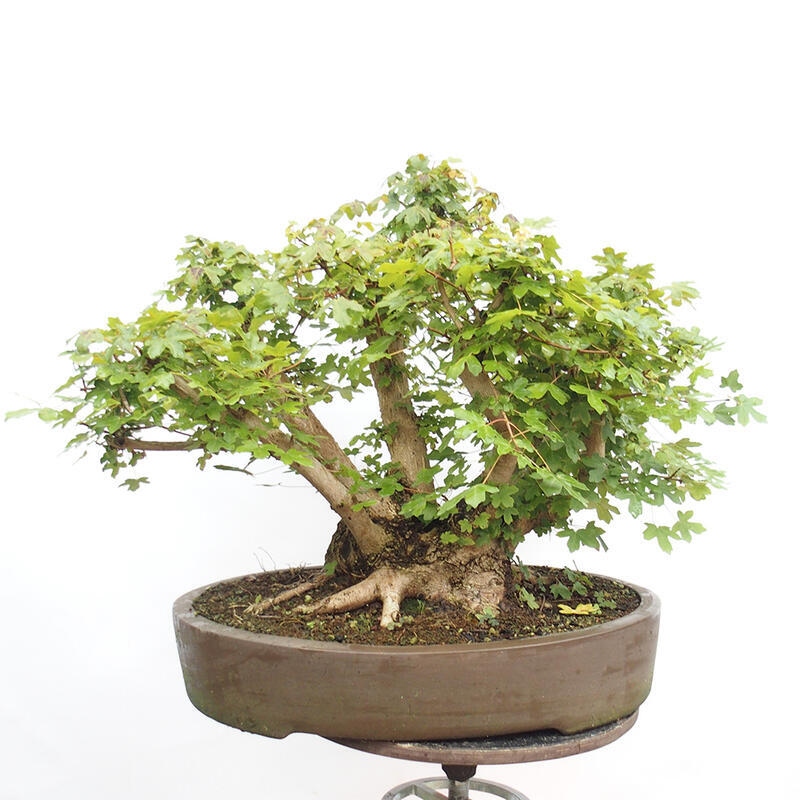 Vonkajší bonsai -Javor babyka - Acer campestre