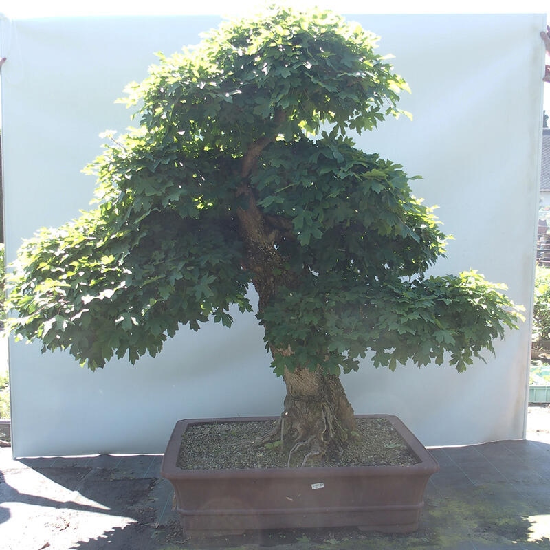 Vonkajší bonsai -Javor babyka - Acer campestre