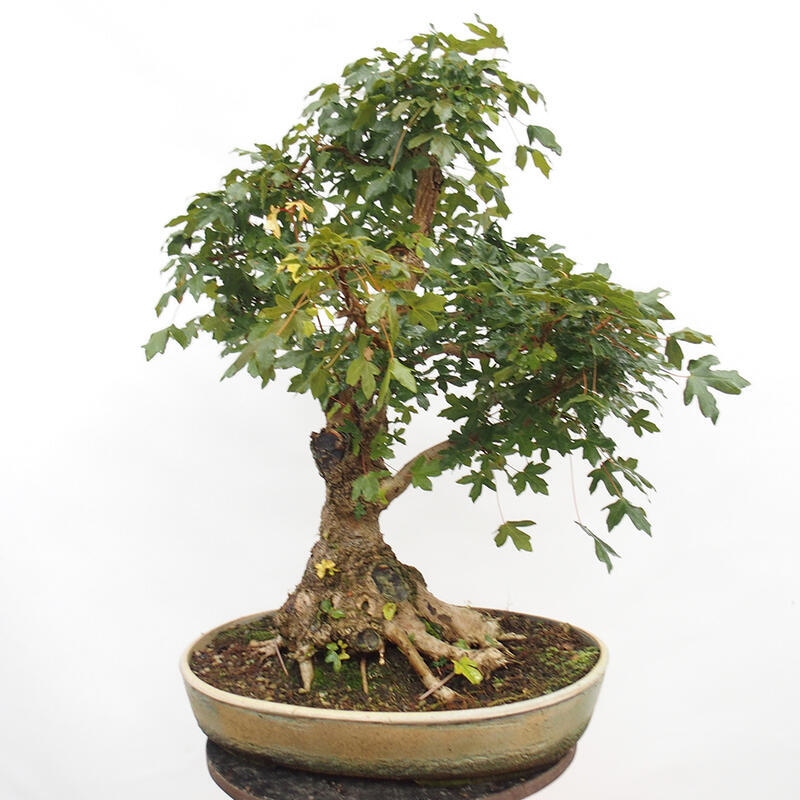 Vonkajší bonsai -Javor babyka - Acer campestre