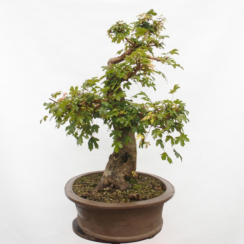 Vonkajší bonsai -Javor babyka - Acer campestre