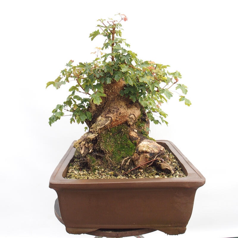 Vonkajší bonsai -Javor babyka - Acer campestre