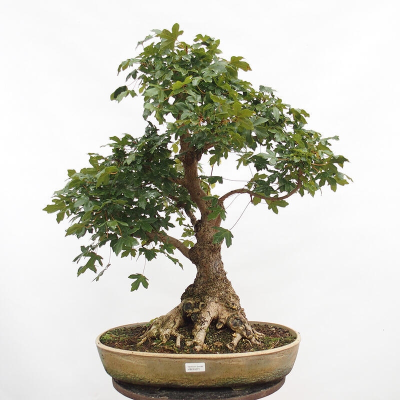 Vonkajší bonsai -Javor babyka - Acer campestre