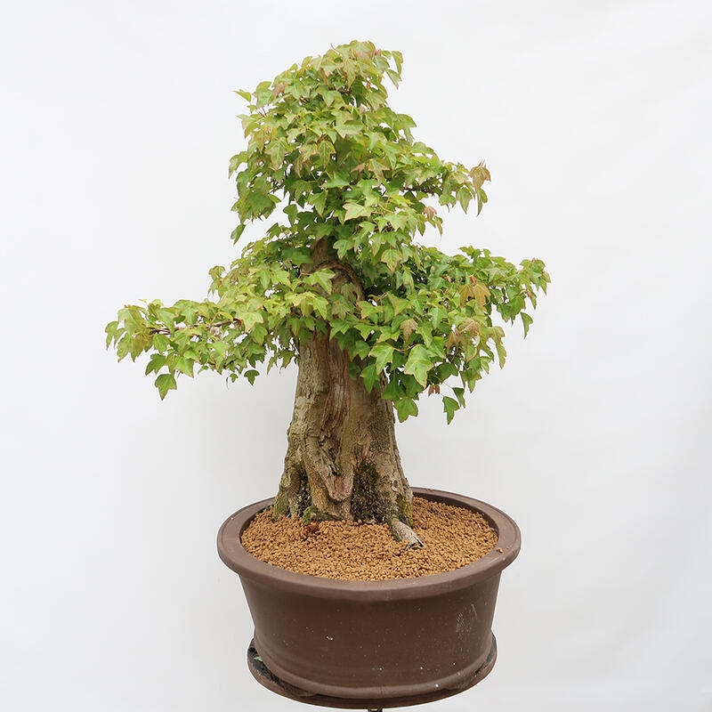 Vonkajší bonsai - Javor Burgerov - Acer Burgerianum - LEN PALETOVÁ PREPRAVA