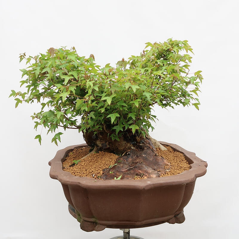 Vonkajší bonsai - Javor Burgerov - Acer Burgerianum - LEN PALETOVÁ PREPRAVA