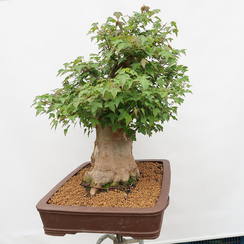 Vonkajší bonsai - Javor Burgerov - Acer Burgerianum - LEN PALETOVÁ PREPRAVA