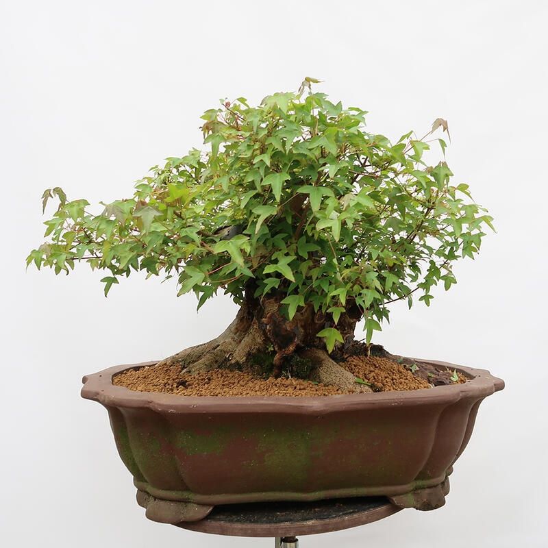 Vonkajší bonsai - Javor Burgerov - Acer Burgerianum - LEN PALETOVÁ PREPRAVA