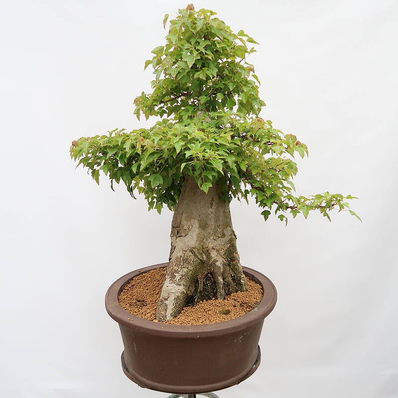 Vonkajší bonsai - Javor Burgerov - Acer Burgerianum - LEN PALETOVÁ PREPRAVA