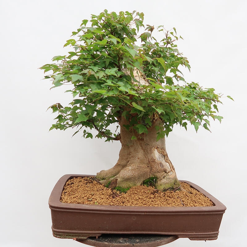 Vonkajší bonsai - Javor Burgerov - Acer Burgerianum - LEN PALETOVÁ PREPRAVA