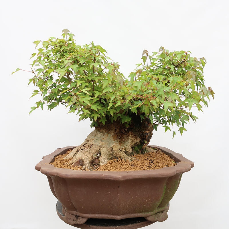 Vonkajší bonsai - Javor Burgerov - Acer Burgerianum - LEN PALETOVÁ PREPRAVA