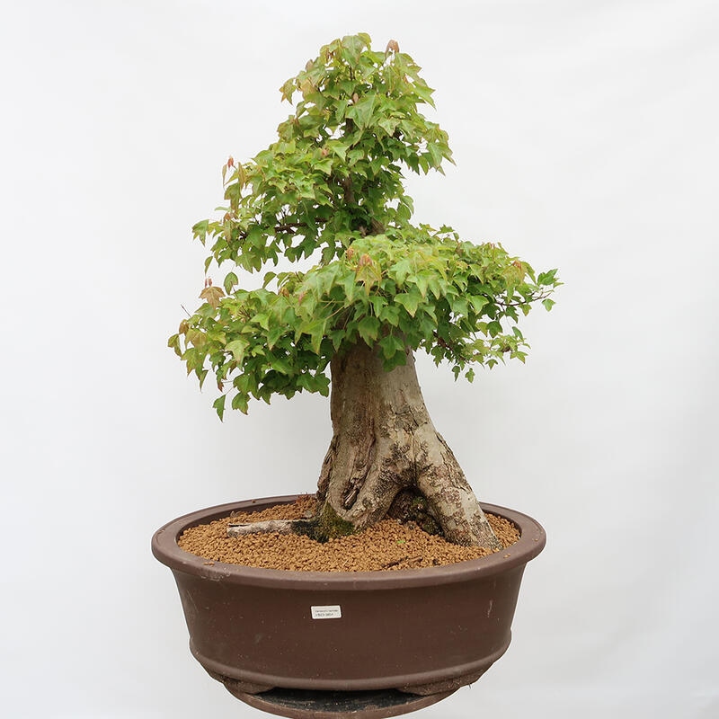 Vonkajší bonsai - Javor Burgerov - Acer Burgerianum - LEN PALETOVÁ PREPRAVA