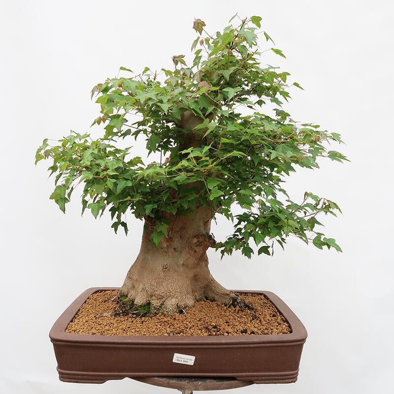 Vonkajší bonsai - Javor Burgerov - Acer Burgerianum - LEN PALETOVÁ PREPRAVA