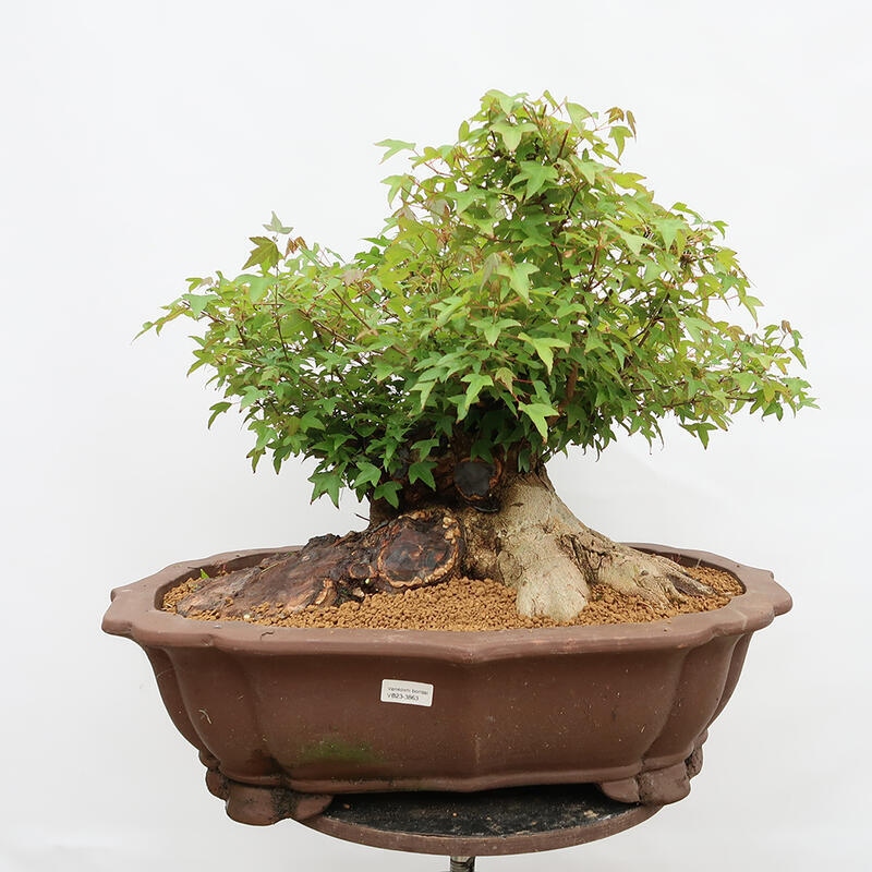 Vonkajší bonsai - Javor Burgerov - Acer Burgerianum - LEN PALETOVÁ PREPRAVA