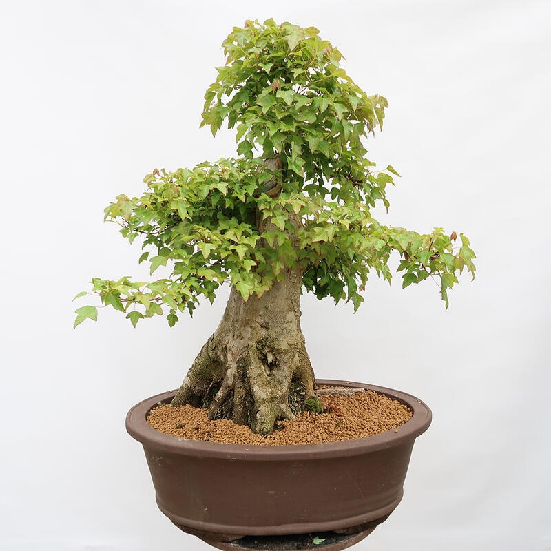 Vonkajší bonsai - Javor Burgerov - Acer Burgerianum - LEN PALETOVÁ PREPRAVA