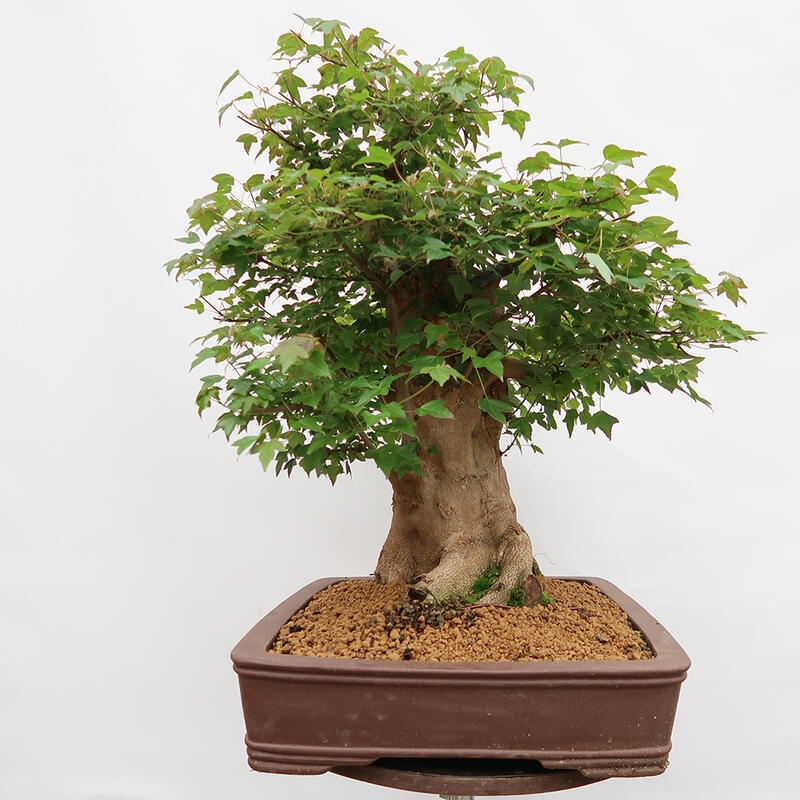 Vonkajší bonsai - Javor Burgerov - Acer Burgerianum - LEN PALETOVÁ PREPRAVA