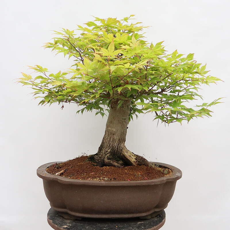 Vonkajší bonsai - Javor dlanitolistý - Acer palmatum - LEN PALETOVÁ PREPRAVA