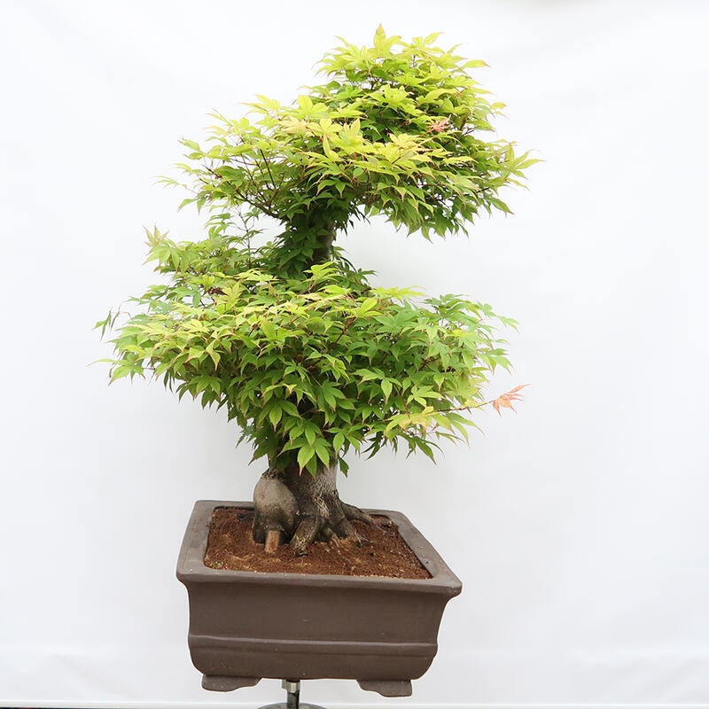 Vonkajší bonsai - Javor dlanitolistý - Acer palmatum - LEN PALETOVÁ PREPRAVA