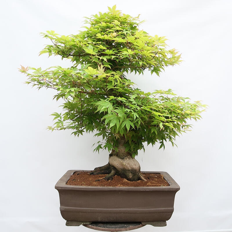 Vonkajší bonsai - Javor dlanitolistý - Acer palmatum - LEN PALETOVÁ PREPRAVA