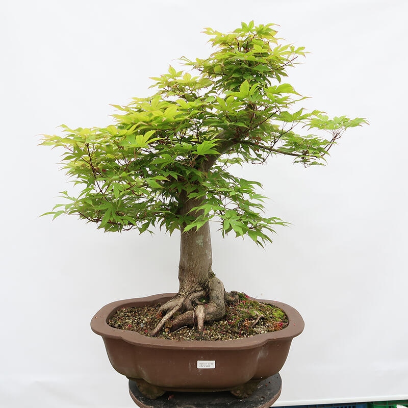 Vonkajší bonsai - Javor dlanitolistý - Acer palmatum - LEN PALETOVÁ PREPRAVA