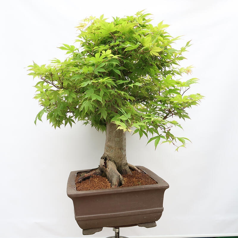 Vonkajší bonsai - Javor dlanitolistý - Acer palmatum - LEN PALETOVÁ PREPRAVA