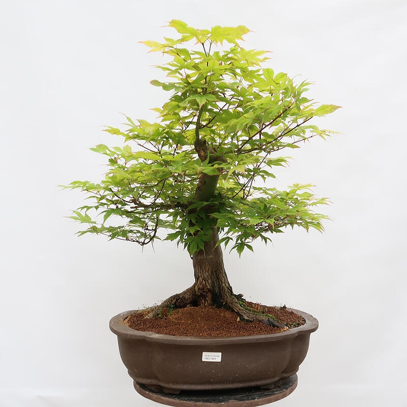 Vonkajší bonsai - Javor dlanitolistý - Acer palmatum - LEN PALETOVÁ PREPRAVA