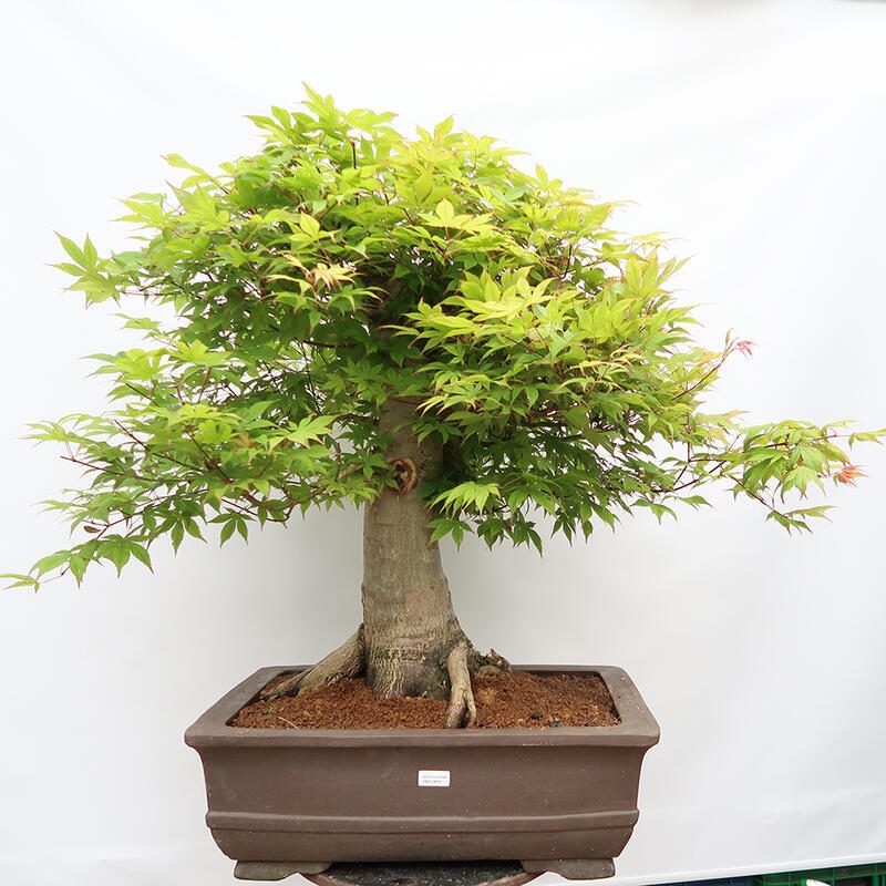 Vonkajší bonsai - Javor dlanitolistý - Acer palmatum - LEN PALETOVÁ PREPRAVA