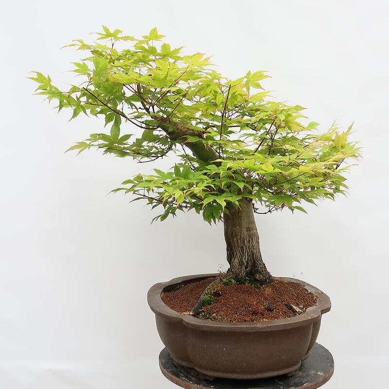 Vonkajší bonsai - Javor dlanitolistý - Acer palmatum - LEN PALETOVÁ PREPRAVA