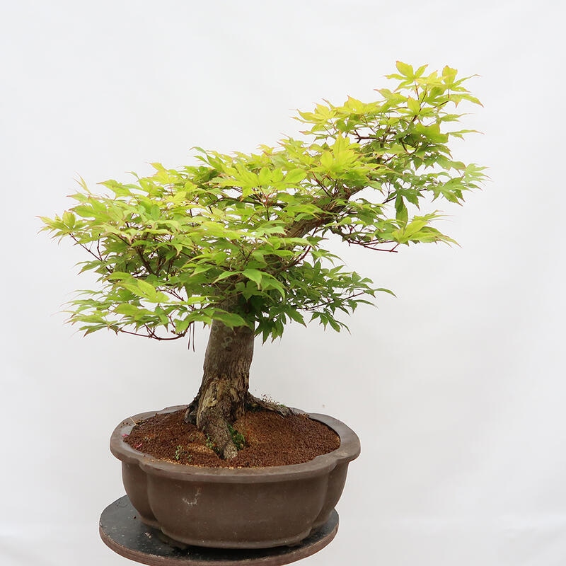 Vonkajší bonsai - Javor dlanitolistý - Acer palmatum - LEN PALETOVÁ PREPRAVA