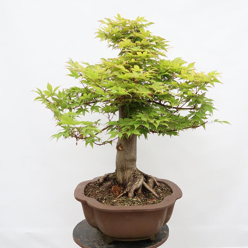 Vonkajší bonsai - Javor dlanitolistý - Acer palmatum - LEN PALETOVÁ PREPRAVA