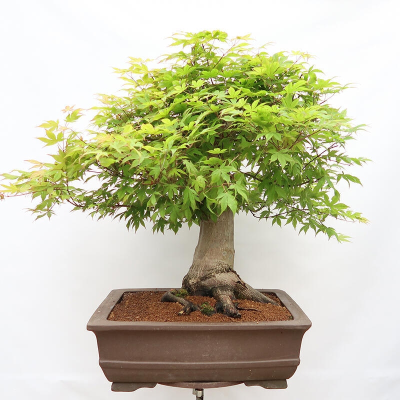 Vonkajší bonsai - Javor dlanitolistý - Acer palmatum - LEN PALETOVÁ PREPRAVA