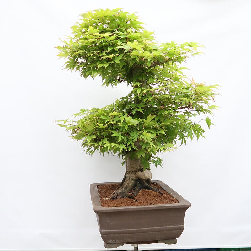 Vonkajší bonsai - Javor dlanitolistý - Acer palmatum - LEN PALETOVÁ PREPRAVA