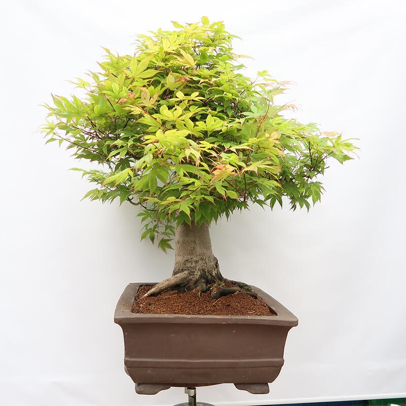 Vonkajší bonsai - Javor dlanitolistý - Acer palmatum - LEN PALETOVÁ PREPRAVA