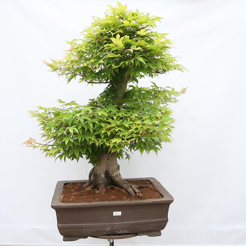 Vonkajší bonsai - Javor dlanitolistý - Acer palmatum - LEN PALETOVÁ PREPRAVA