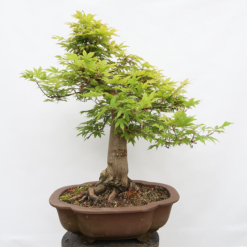 Vonkajší bonsai - Javor dlanitolistý - Acer palmatum - LEN PALETOVÁ PREPRAVA