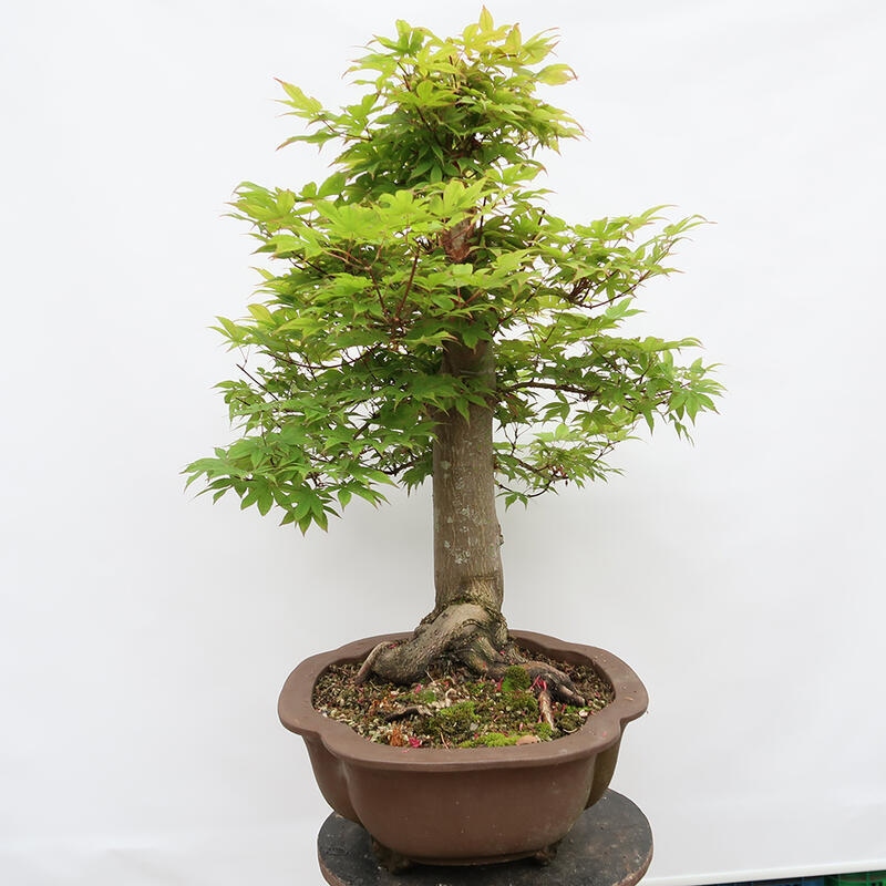 Vonkajší bonsai - Javor dlanitolistý - Acer palmatum - LEN PALETOVÁ PREPRAVA