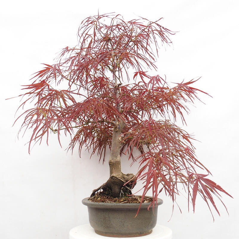 Vonkajší bonsai - Javor dlanitolistý - Acer palmatum RED PYGMY