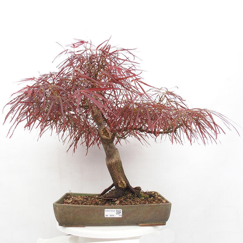 Vonkajší bonsai - Javor dlanitolistý - Acer palmatum RED PYGMY