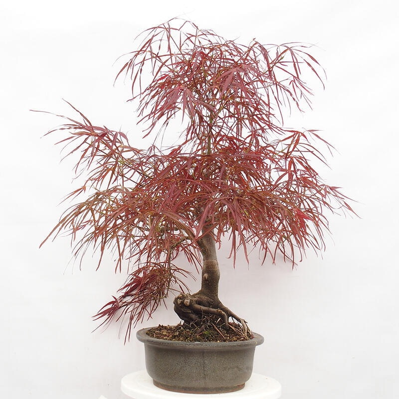 Vonkajší bonsai - Javor dlanitolistý - Acer palmatum RED PYGMY