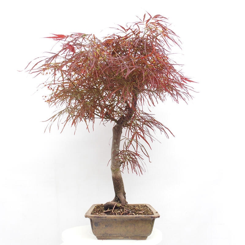 Vonkajší bonsai - Javor dlanitolistý - Acer palmatum RED PYGMY