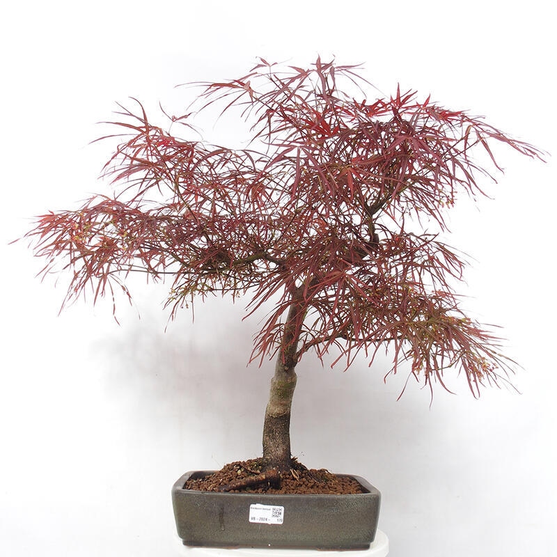 Vonkajší bonsai - Javor dlanitolistý - Acer palmatum RED PYGMY