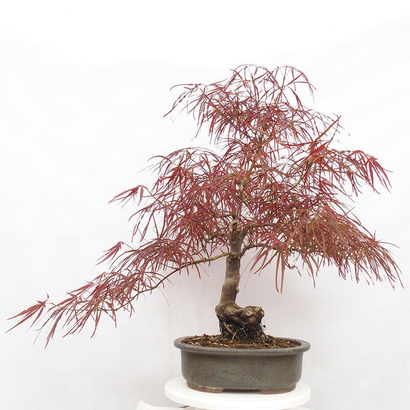 Vonkajší bonsai - Javor dlanitolistý - Acer palmatum RED PYGMY