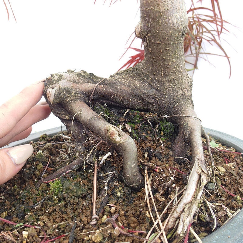 Vonkajší bonsai - Javor dlanitolistý - Acer palmatum RED PYGMY