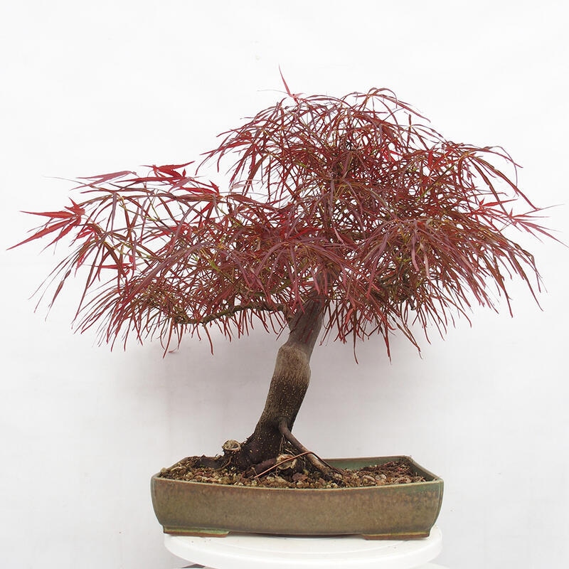 Vonkajší bonsai - Javor dlanitolistý - Acer palmatum RED PYGMY