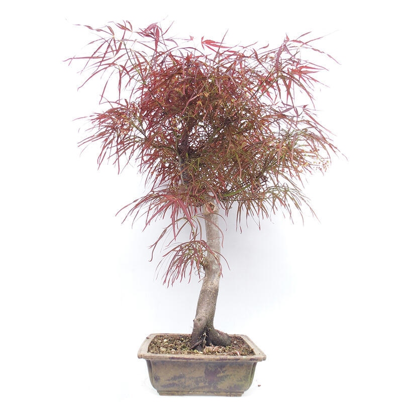 Vonkajší bonsai - Javor dlanitolistý - Acer palmatum RED PYGMY