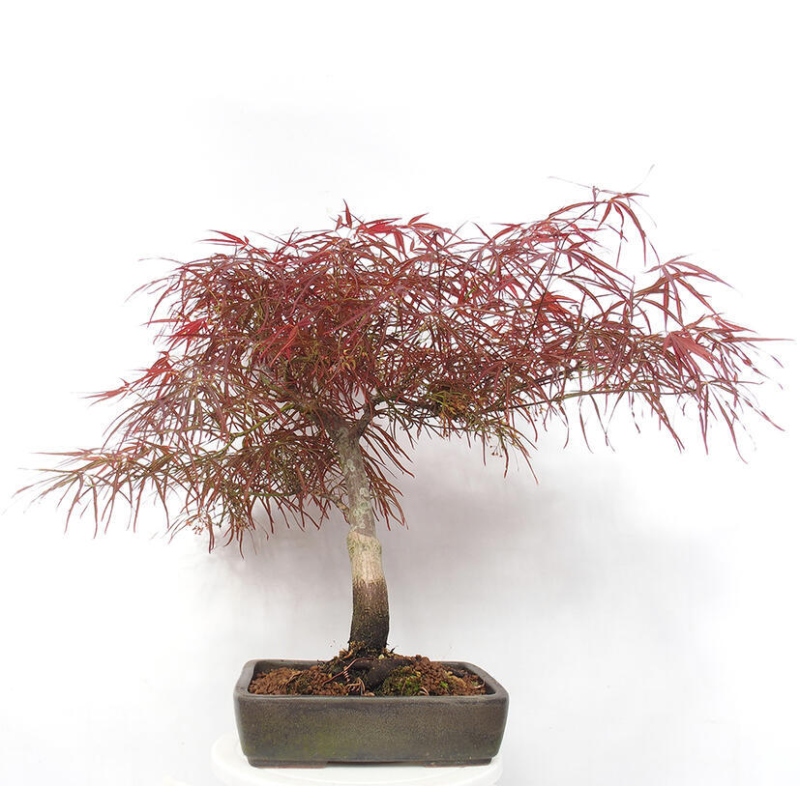 Vonkajší bonsai - Javor dlanitolistý - Acer palmatum RED PYGMY