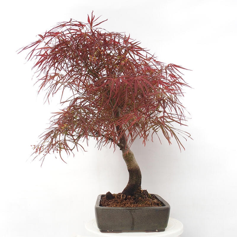 Vonkajší bonsai - Javor dlanitolistý - Acer palmatum RED PYGMY