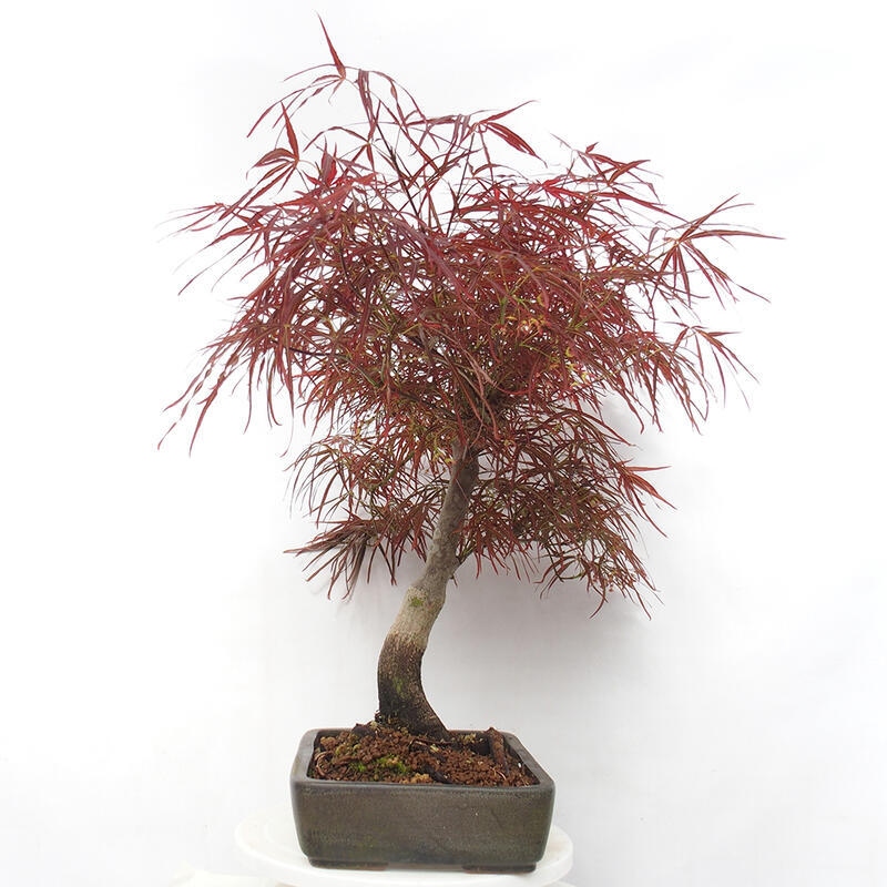 Vonkajší bonsai - Javor dlanitolistý - Acer palmatum RED PYGMY