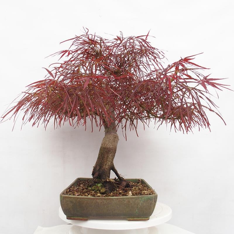 Vonkajší bonsai - Javor dlanitolistý - Acer palmatum RED PYGMY