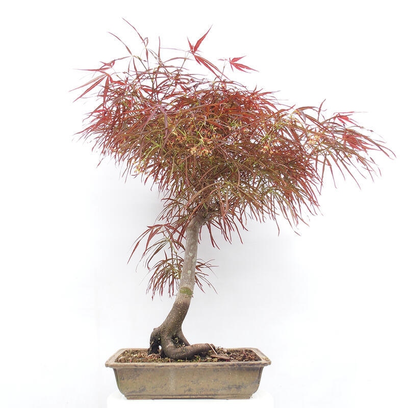 Vonkajší bonsai - Javor dlanitolistý - Acer palmatum RED PYGMY