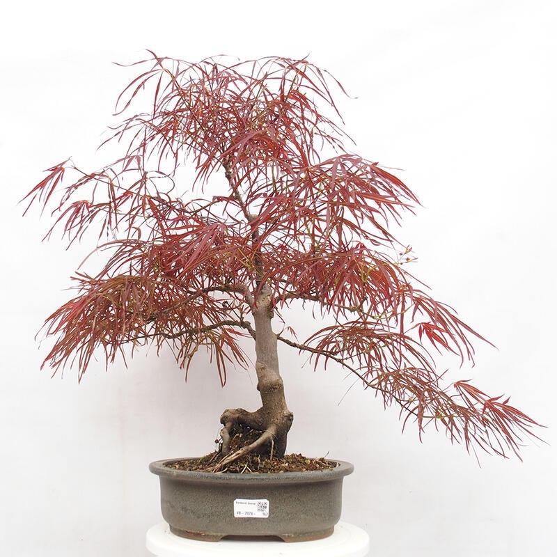 Vonkajší bonsai - Javor dlanitolistý - Acer palmatum RED PYGMY